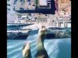 Мережу вразив божевільний басейн на рівні 40-го поверху (відео)