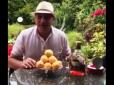 Технологія вживання вірменських абрикос від щирого вірменина (відеоінструкція)