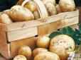 Під карантином: На Івано-Франківщині виявили рак картоплі