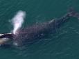 Біля берегів Канади північний кит вбив волонтера, що звільнив його з рибальських сітей (фото)