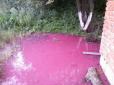 Калюжі дивного рожевого кольору: На Прикарпатті прорвало каналізацію (фото)