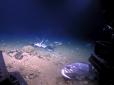Американські дослідники зняли на відео, як морський окунь проковтнув цілу акулу