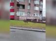 У Києві помітили оленя, який гасав дворами багатоповерхівок (відео)